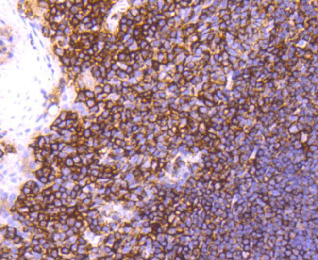Anti-CD44 Antibody (5M235)