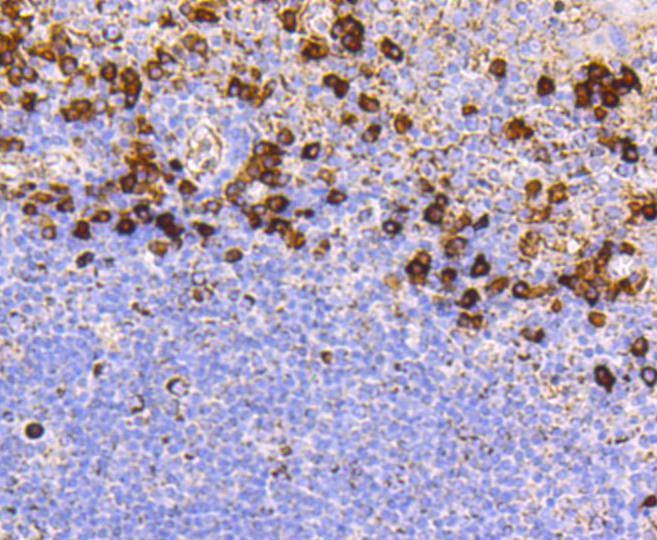 Anti-CD9 Antibody (7S503)