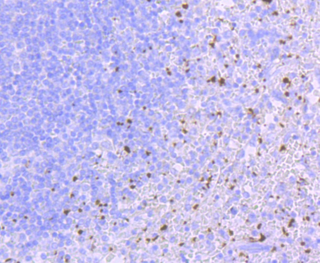 Anti-CD41 Antibody (5U824)