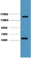 Anti-CD45 Antibody (1Q842)