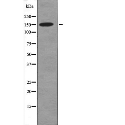 Anti-Phospho-CD45 (Tyr1216) Polyclonal Antibody 2