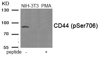 Anti-Phospho-CD44 (Ser706) Polyclonal Antibody