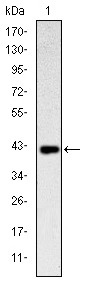 Anti-CD94 Antibody (5I101)