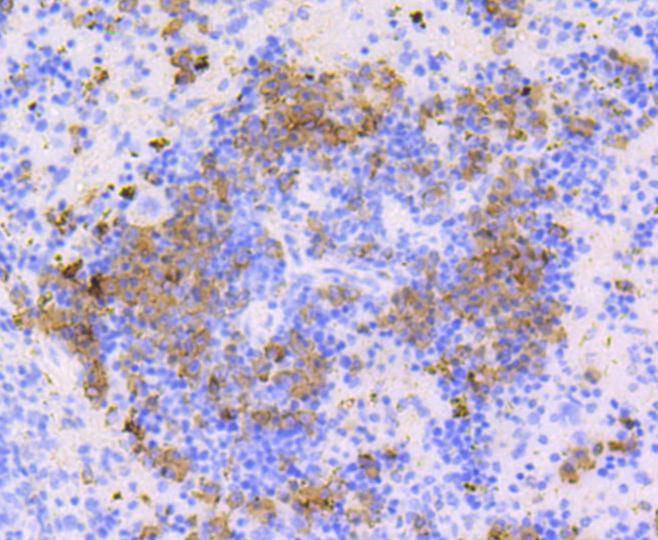 Anti-CD9 Antibody (7S503)
