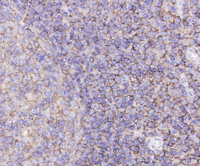 Anti-CD44 Antibody (7A260)