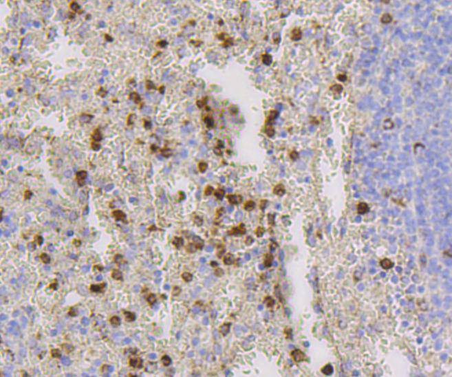Anti-CD9 Antibody (7S503)