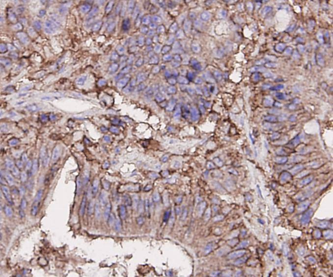 Anti-CD44 Antibody (7A260)
