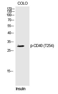 Anti-Phospho-CD40 (Thr254) Polyclonal Antibody 2