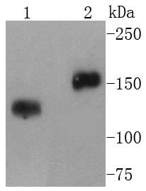 Anti-CD21 Antibody (2Z920)