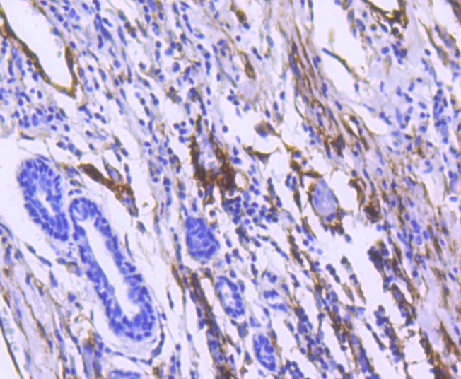 Anti-Thy1/CD90 Antibody (8H794)