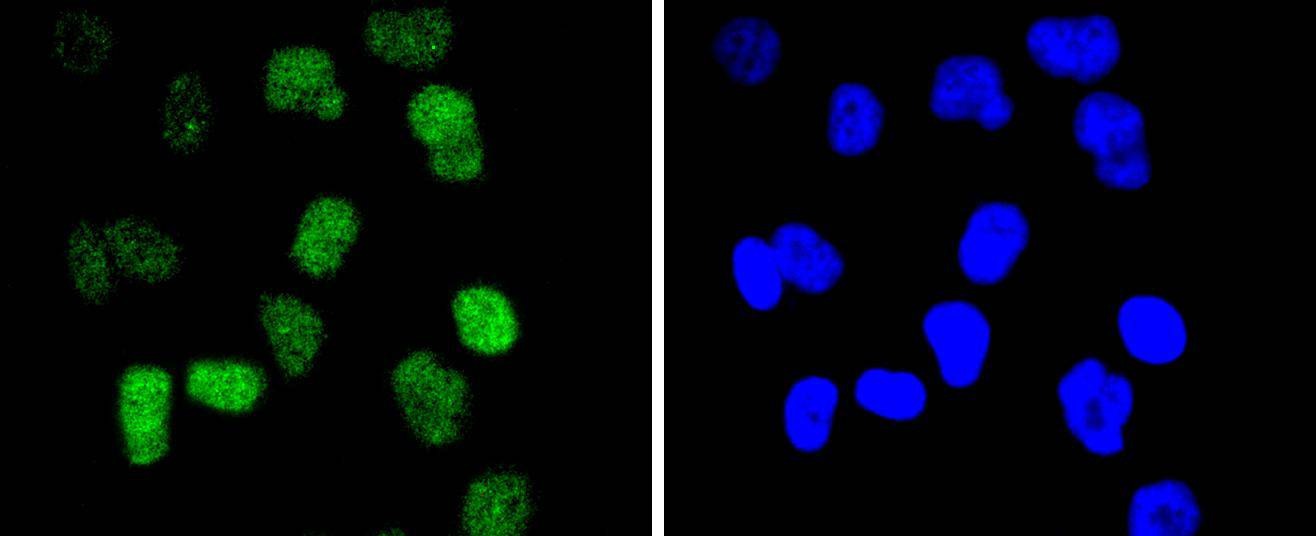 Anti-CDC40 Antibody (4S858)