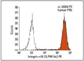 Anti-CD11b Antibody (5C987)
