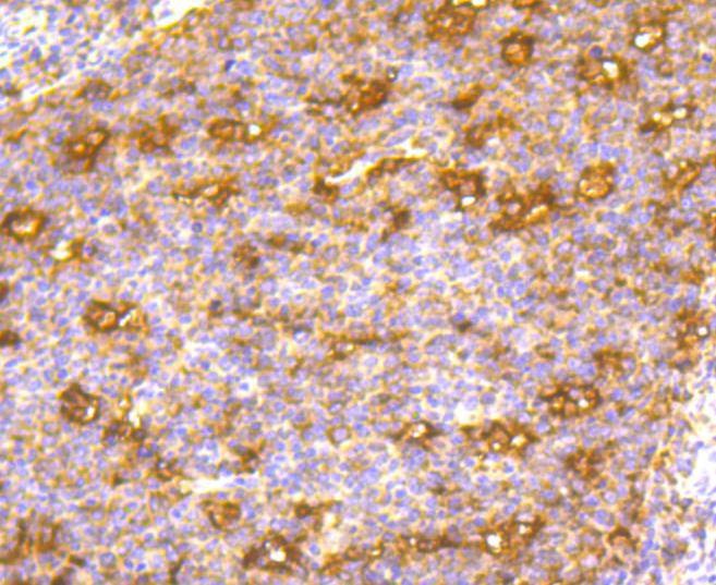 Anti-CD86 Antibody (5O340)