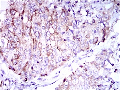 Anti-CD7 Antibody (9J161)