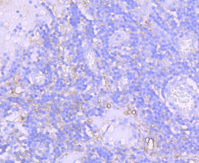 Anti-NT5E Antibody (1N164)