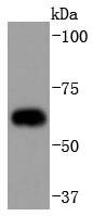 Anti-CDC23 Antibody (8S190)