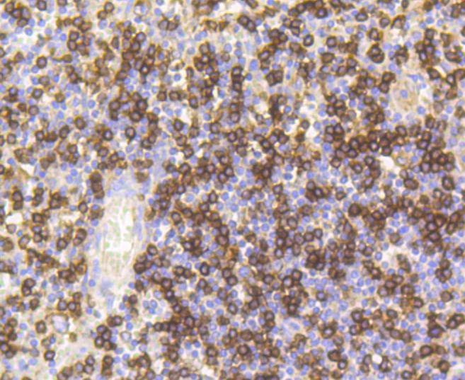 Anti-CD8 alpha Antibody (1T746)
