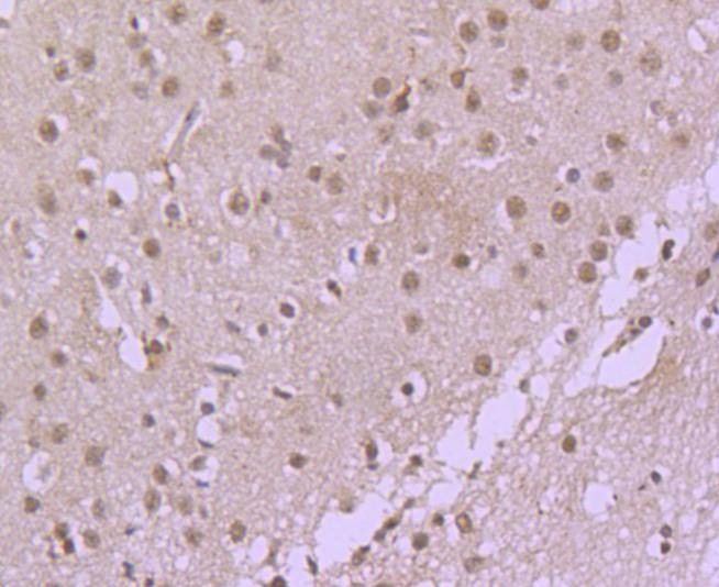 Anti-CDC40 Antibody (4S858)