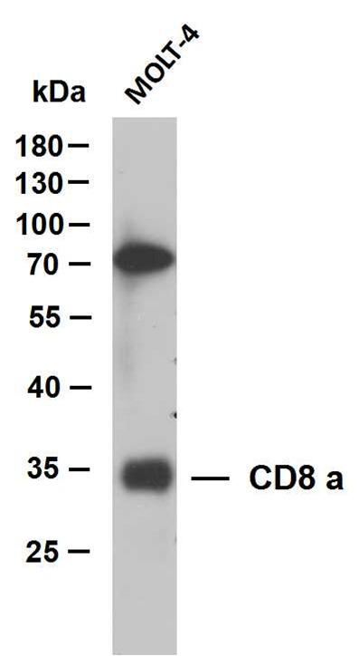 Anti-CD8 alpha Antibody (2N656)