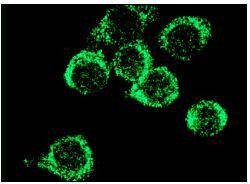 Anti-CD11b Antibody (5C987)