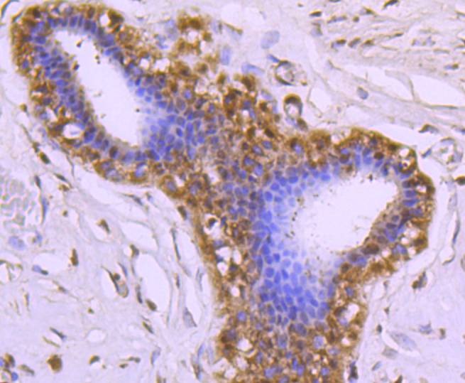 Anti-CDC37 Antibody (9W150)