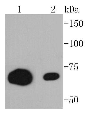 Anti-CD86 Antibody (5O340)