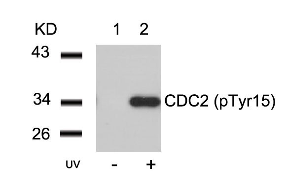 Anti-Phospho-CDK1 (Tyr15) Polyclonal Antibody