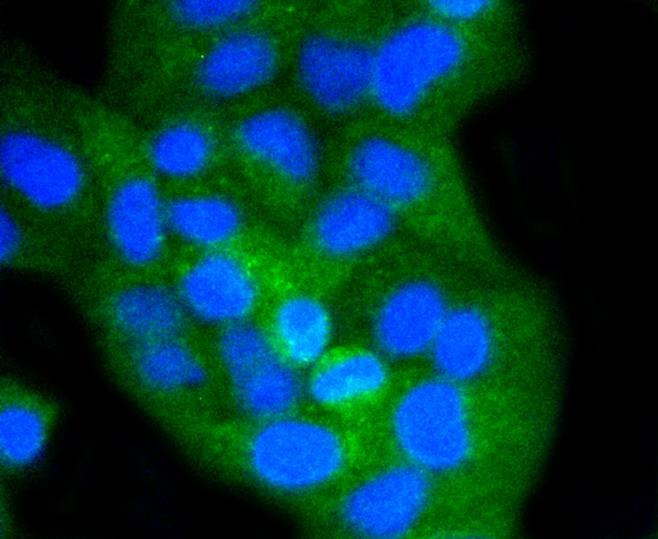 Anti-CD8 alpha Antibody (1T746)
