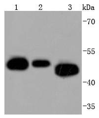 Anti-CDC37 Antibody (9W150)