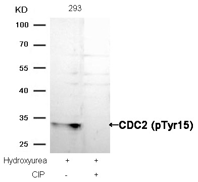 Anti-Phospho-CDK1 (Tyr15) Polyclonal Antibody