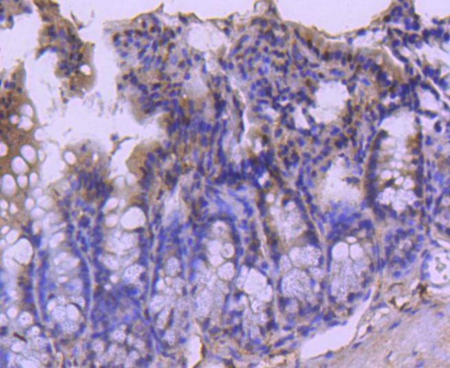 Anti-CDC40 Antibody (4S858)