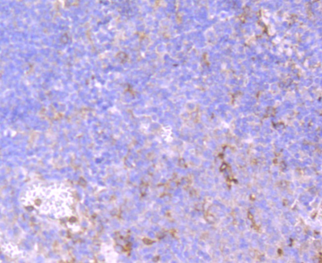 Anti-FCGR2A Antibody (8G444)