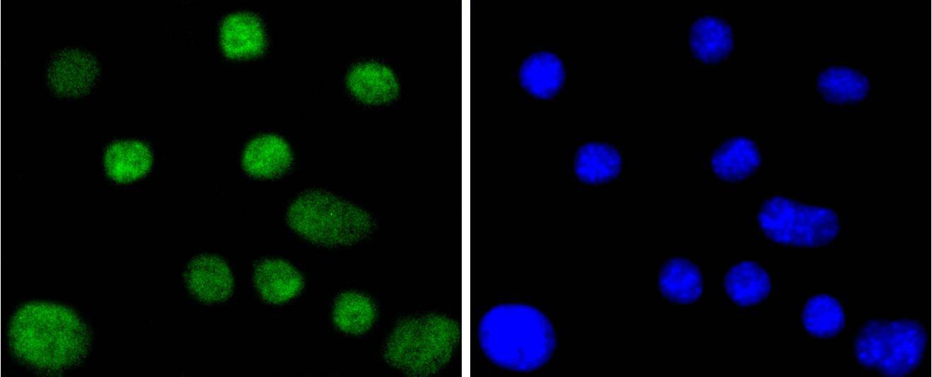 Anti-CDC40 Antibody (4S858)