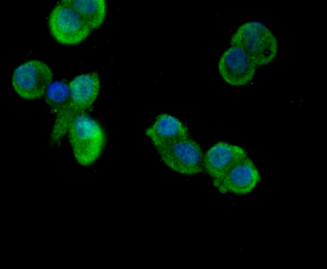 Anti-CD11b Antibody (5B108)