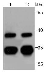 Anti-CDC34 Antibody (7P182)