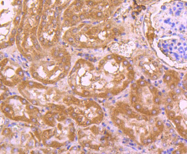 Anti-CDC45 Antibody (6Q41)
