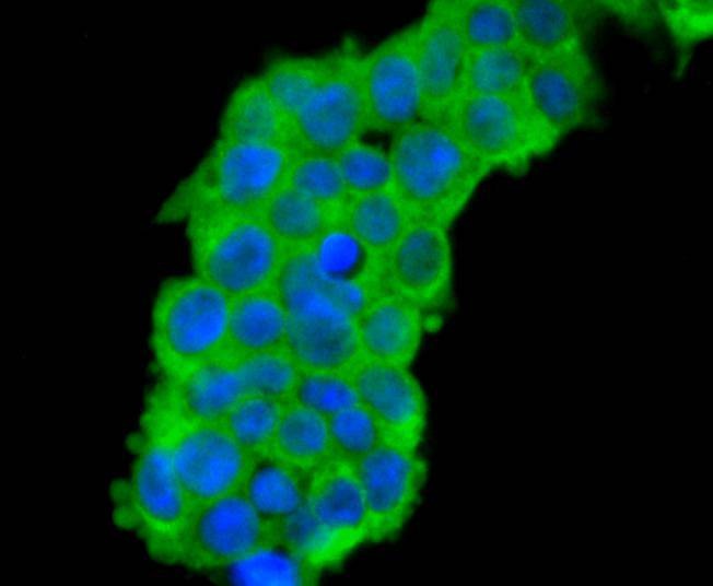 Anti-CDC45 Antibody (6Q41)