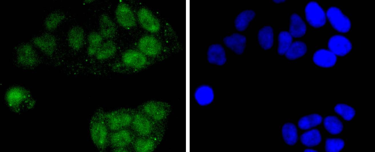 Anti-CDC5L Antibody (8R159)