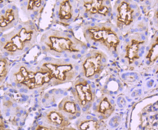 Anti-Neprilysin/CD10 Antibody (5M454)