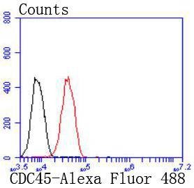 Anti-CDC45 Antibody (6Q41)