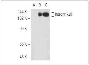 Anti-ITGAX Antibody (6V627)