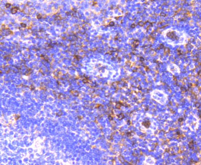 Anti-Aminopeptidase N/CD13 Antibody (3J107)