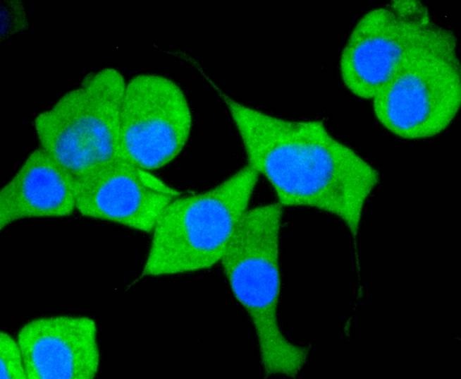 Anti-Aminopeptidase N/CD13 Antibody (3U499)