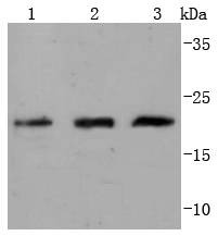 Anti-CDC42 Antibody (2L809)