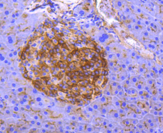 Anti-Aminopeptidase N/CD13 Antibody (3J107)