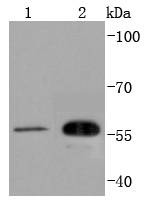 Anti-CDC42EP1 Antibody (6M51)