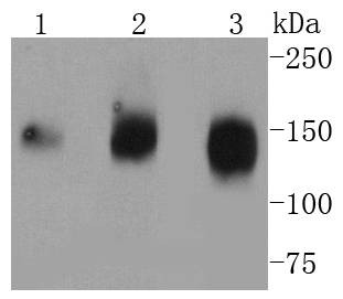 Anti-Aminopeptidase N/CD13 Antibody (3U499)