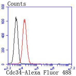 Anti-CDC34 Antibody (7P182)