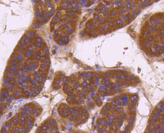 Anti-Aminopeptidase N/CD13 Antibody (3U499)