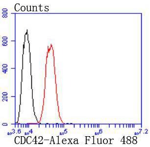 Anti-CDC42 Antibody (2L809)